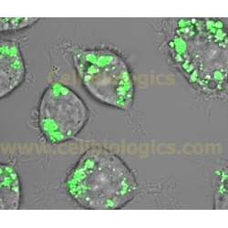 C57BL/6 Mouse Resident Peritoneal Macrophages (Frozen Cells)